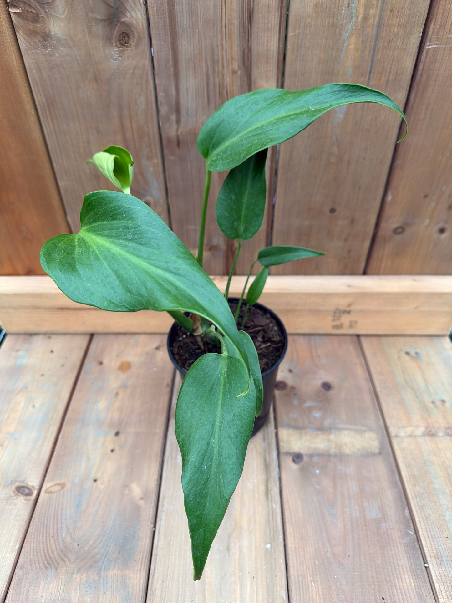 6" Monstera Burle Marx Flame