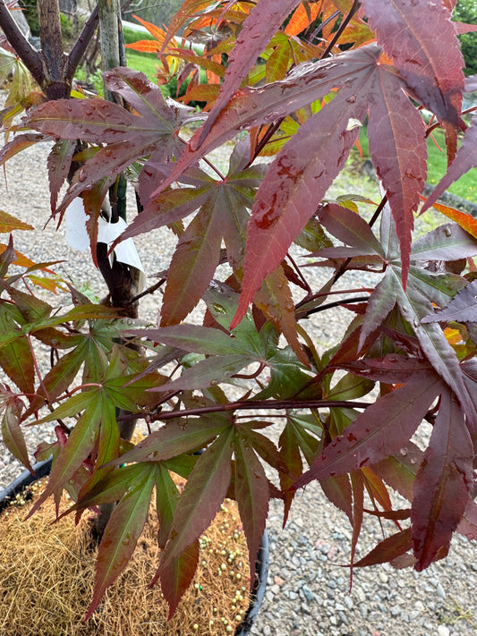Japanese Maple 'Fireglow' 3gal