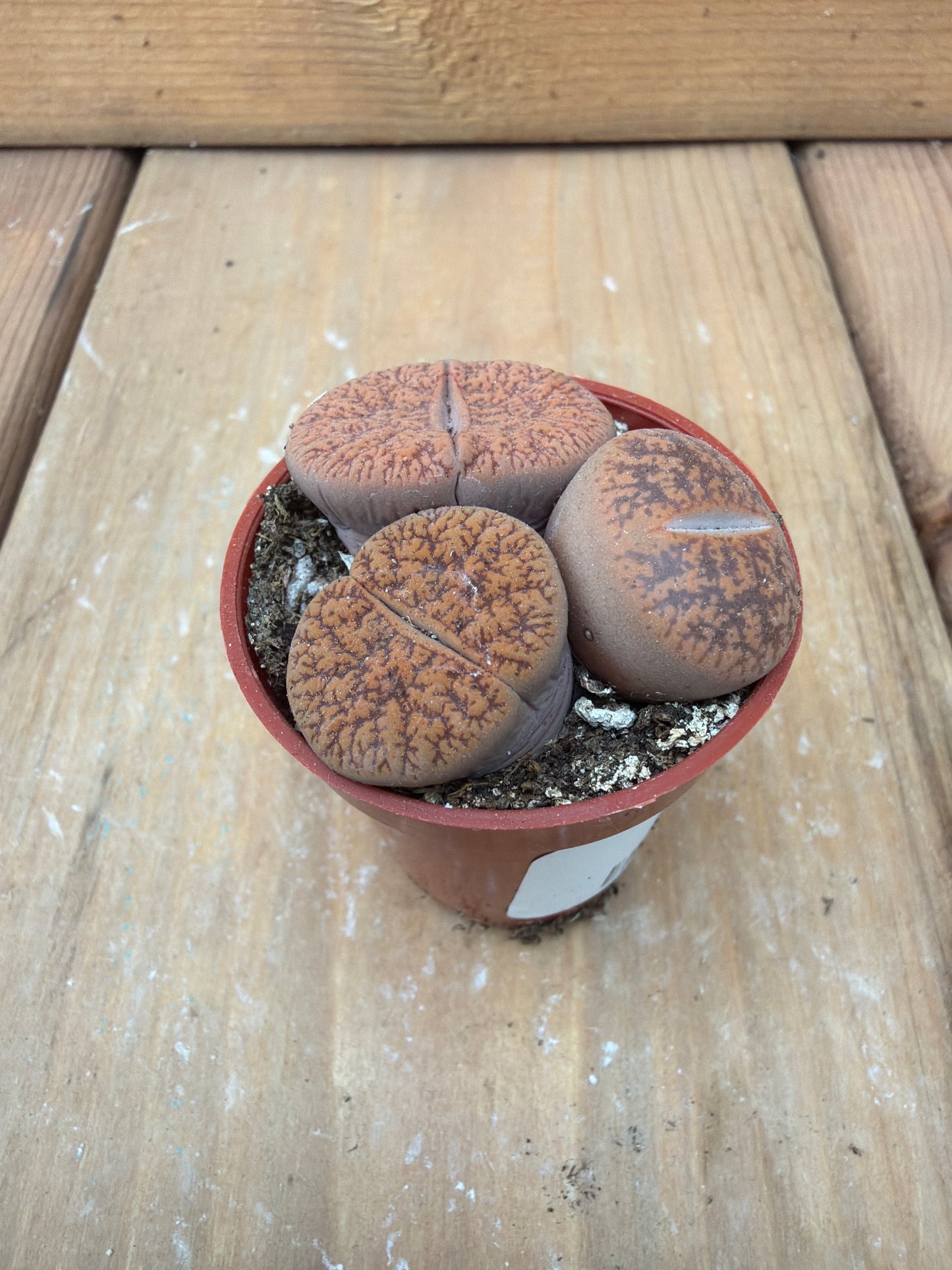 2" Lithops