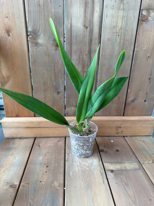4.5" Cattleya purpurata Ecuagenera x vinicolor Inti