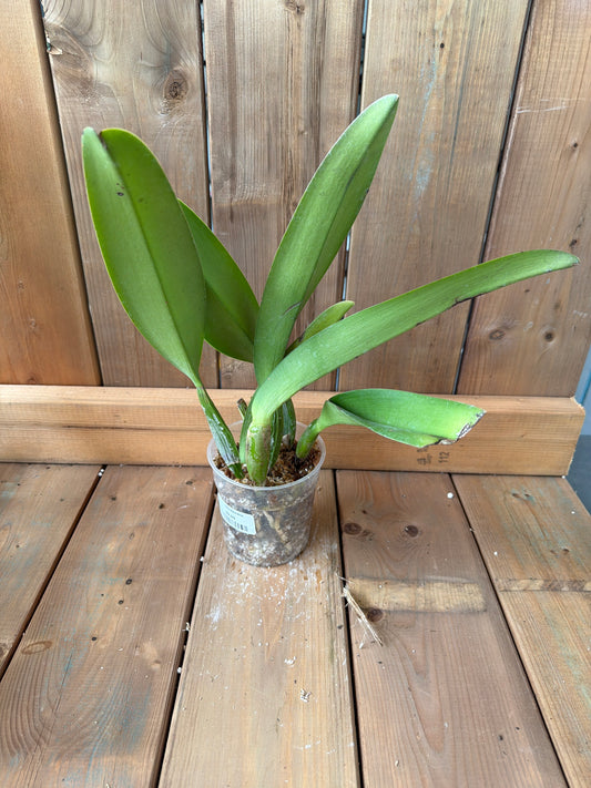 4.5" Cattleya Manuel Moran