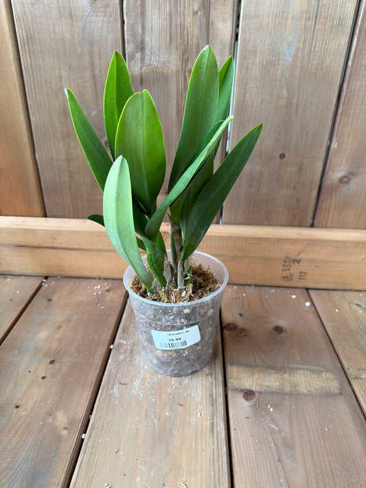 4.5" Cattleya wallisii f. alba