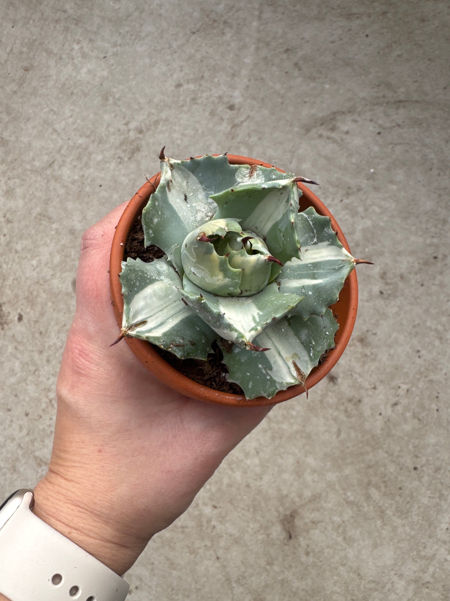 3" Agave isthmensis f. mediopicta 'Alba'