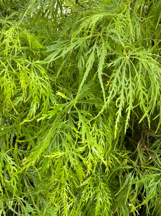 WATERFALL CUTLEAF JAPANESE MAPLE 7G