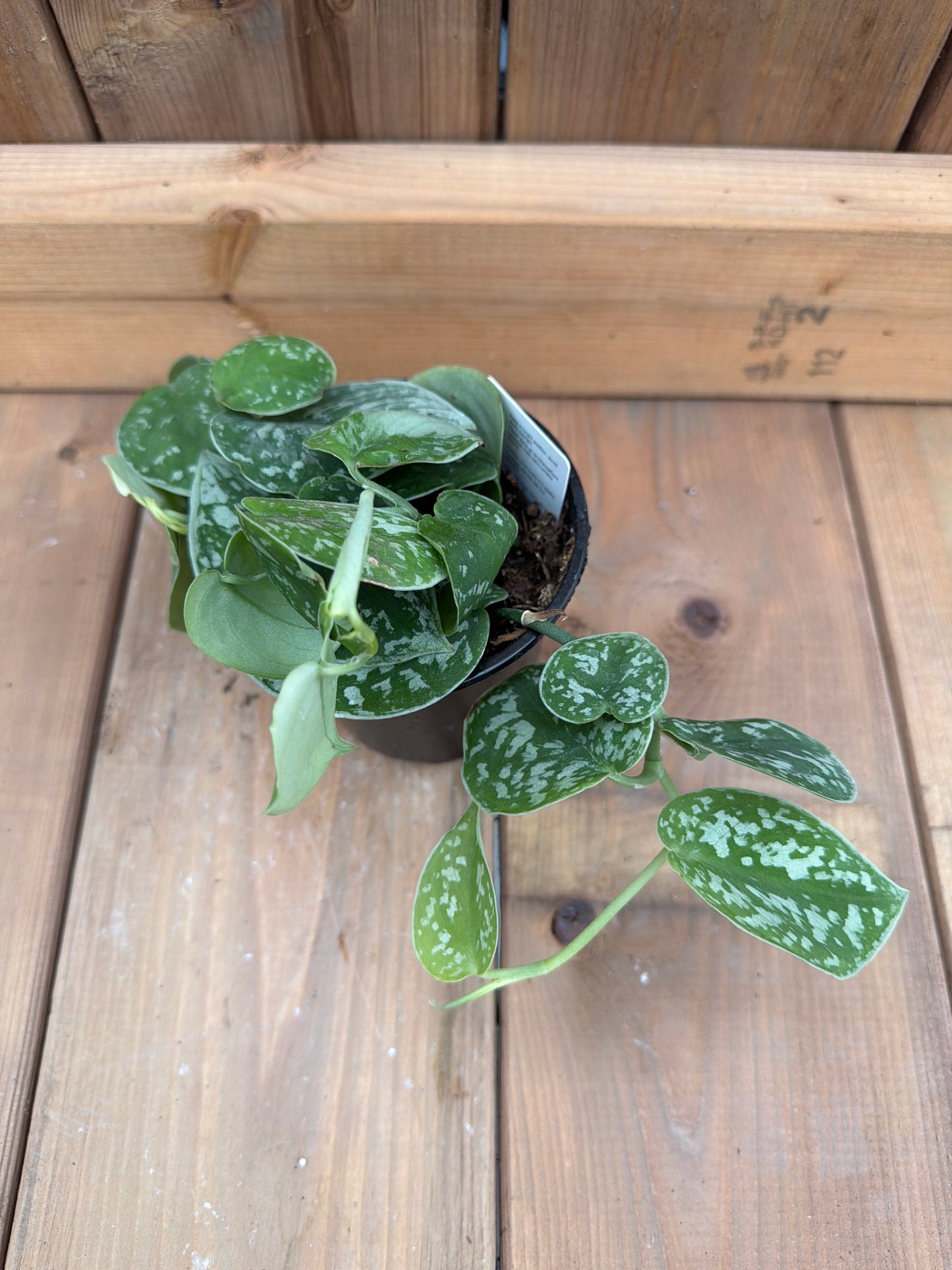 4" Scindapsus Splash