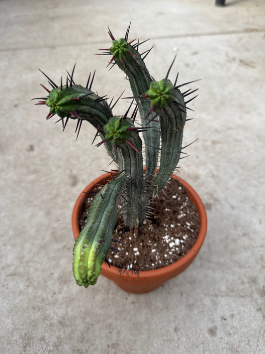 6" Euphorbia enopla 'Red Spine'