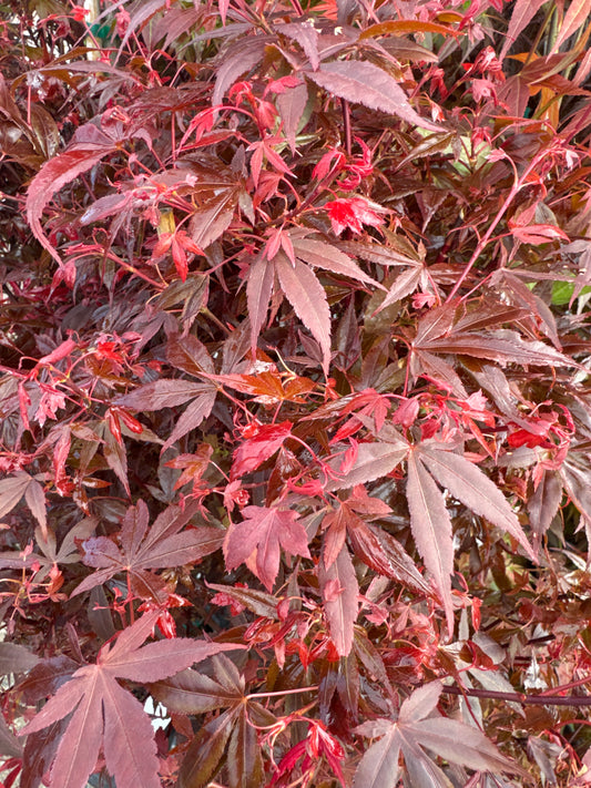 Japanese Maple ‘Hime Shojo’