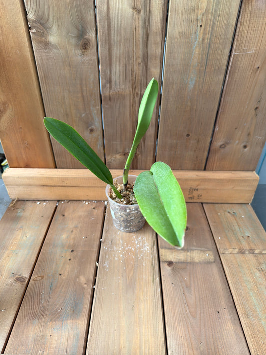 4.5" Rhyncattleanthe Machalena