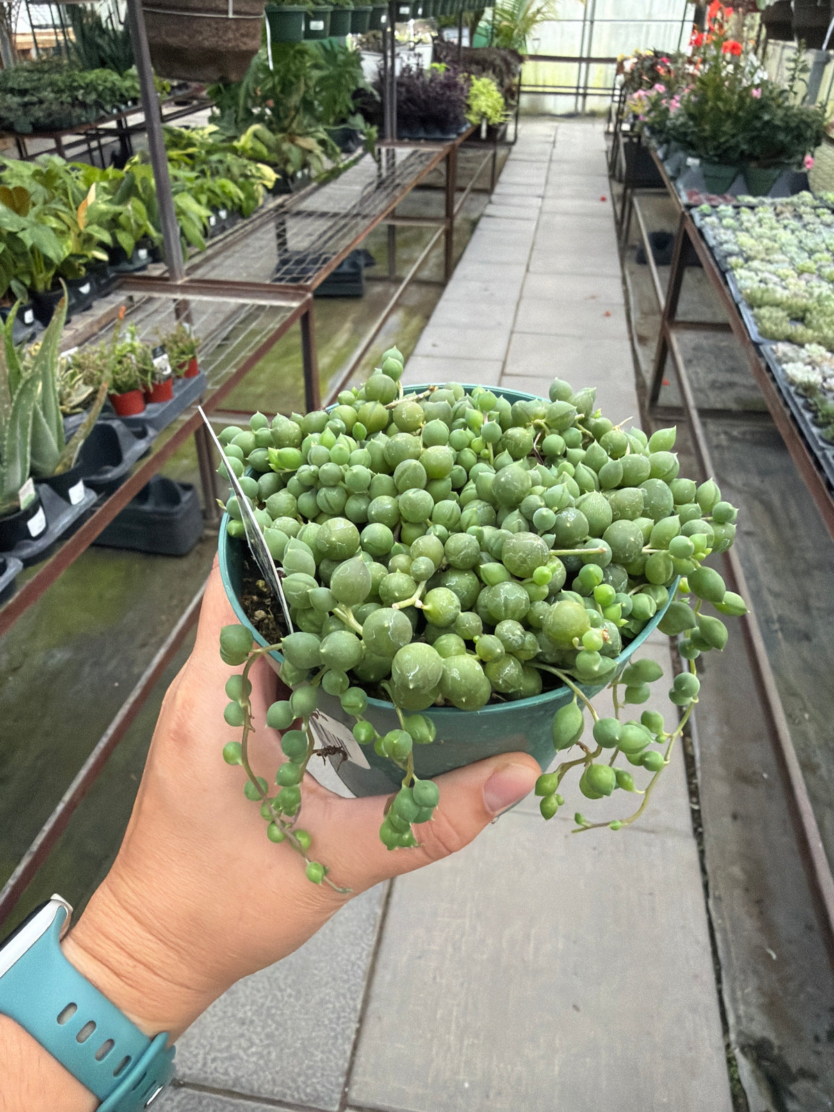 String of Pearls