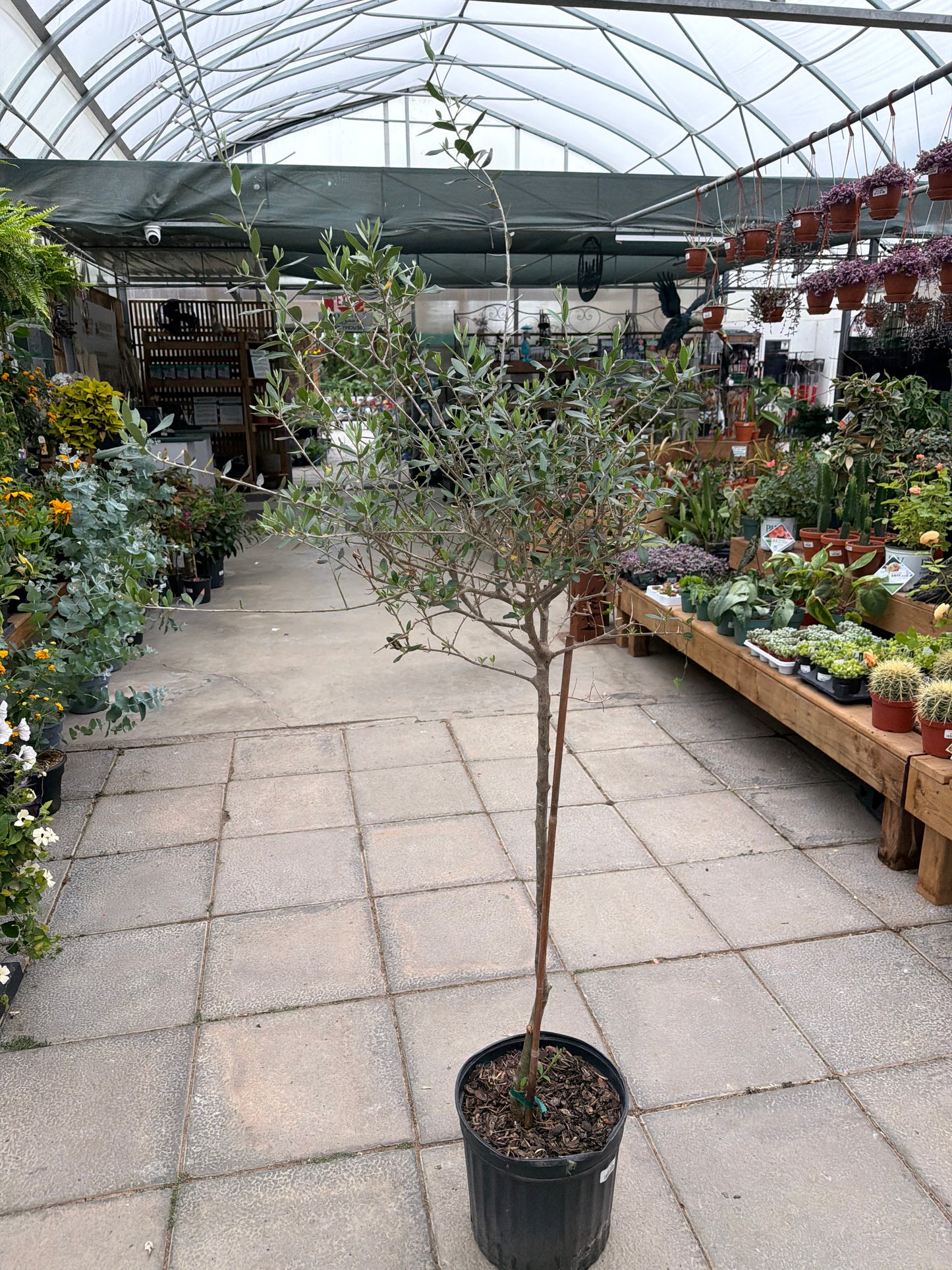 12" Olive Tree