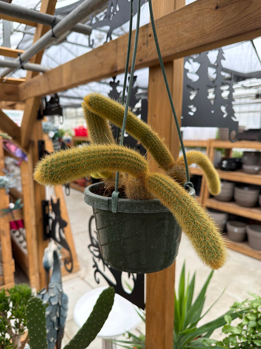 Monkey Tail Cactus (5” HB)