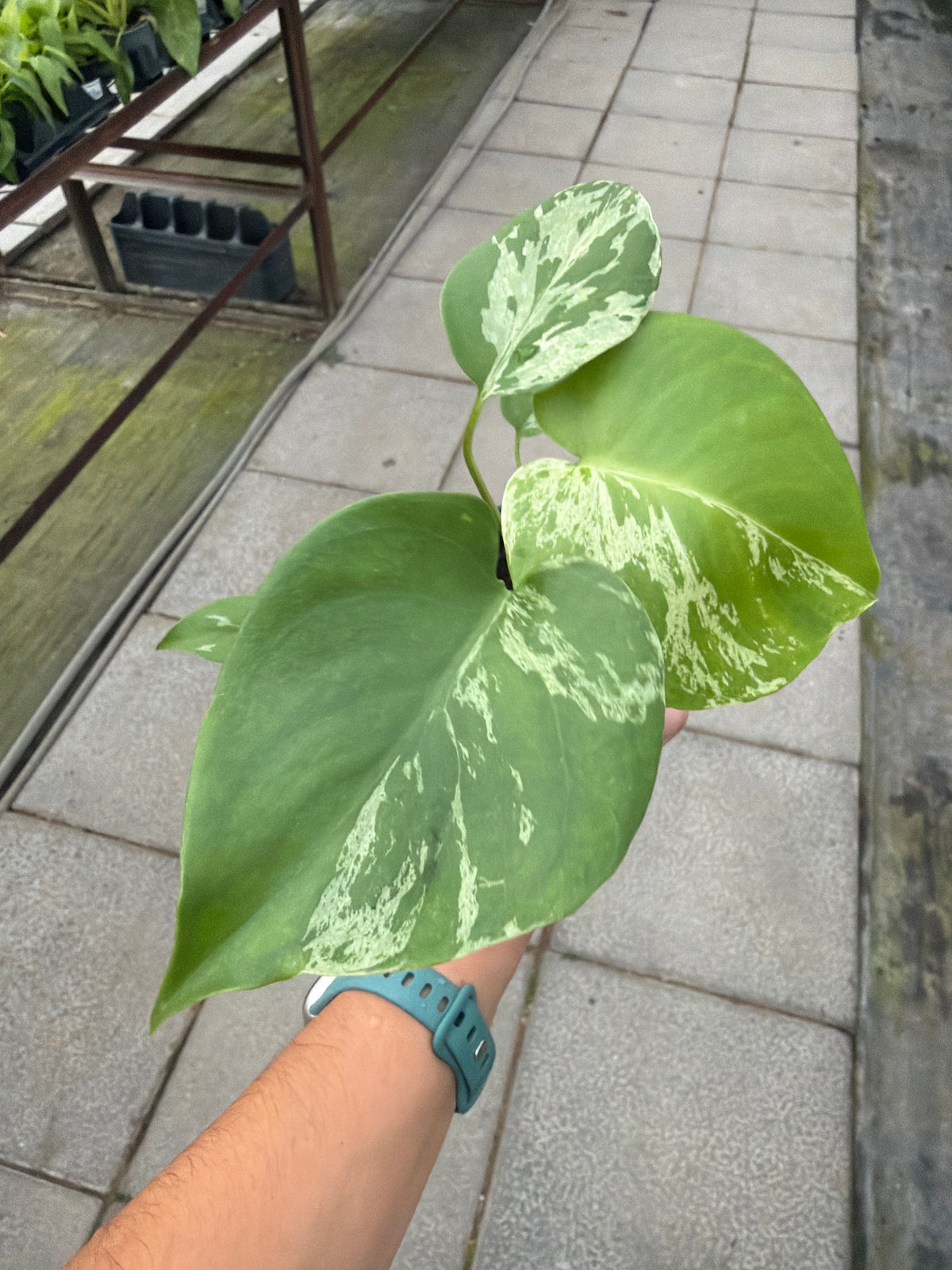 4" Monstera Bulbasaur