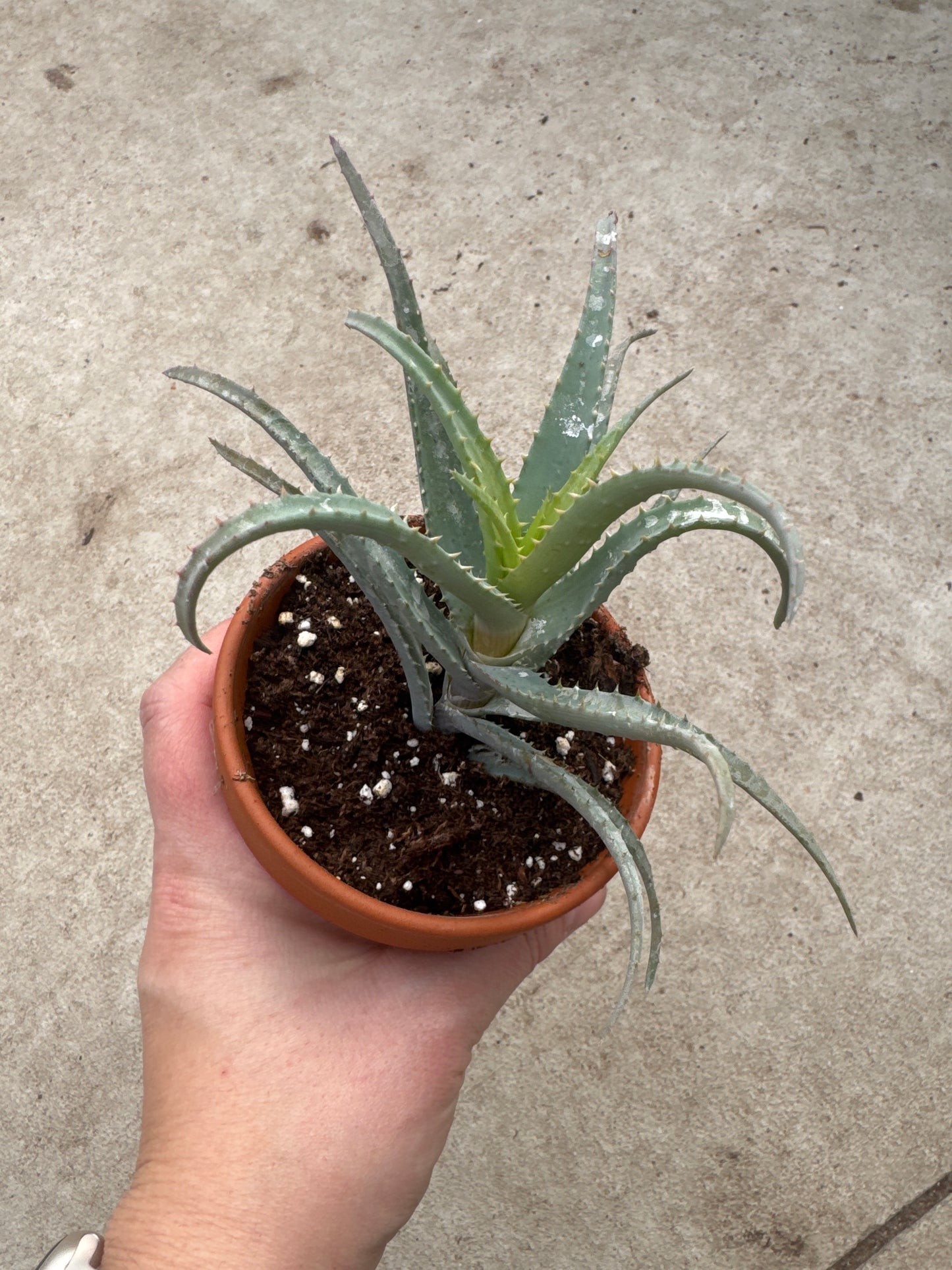 3" Aloe 'Blue Elf'