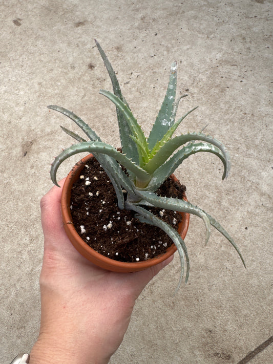 3" Aloe 'Blue Elf'
