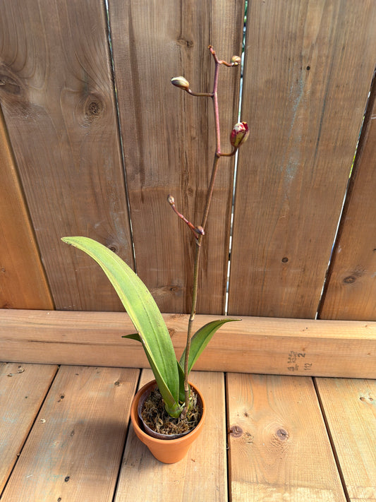 3" Trt Maureen x Onc Jairak Fragrance