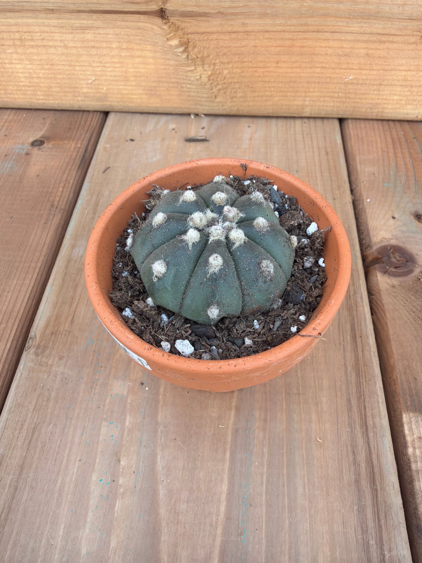 2" Astrophytum asterias sp.