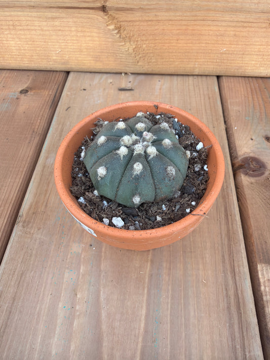 2" Astrophytum asterias sp.