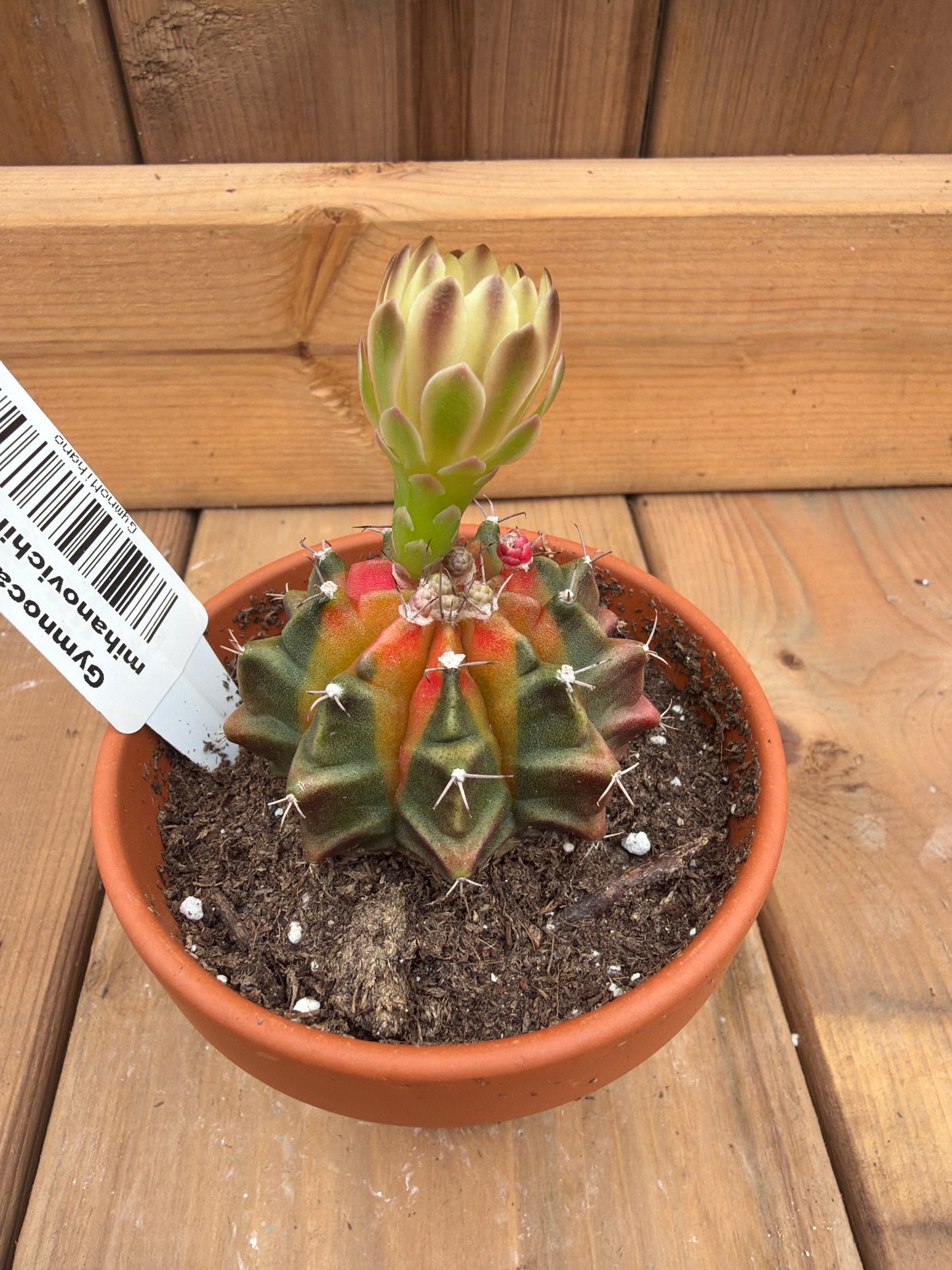 Gymnocalycium mihanovichii variegata