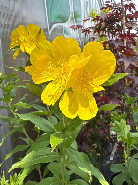 Oenothera f. 'Fireworks' 1gal
