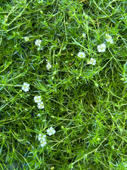 Irish Moss