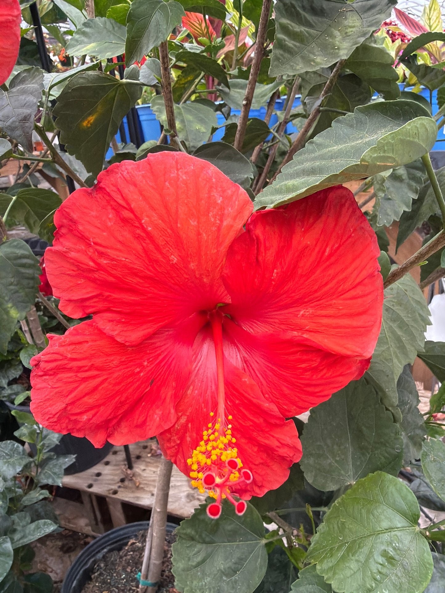 10" Hibiscus Std