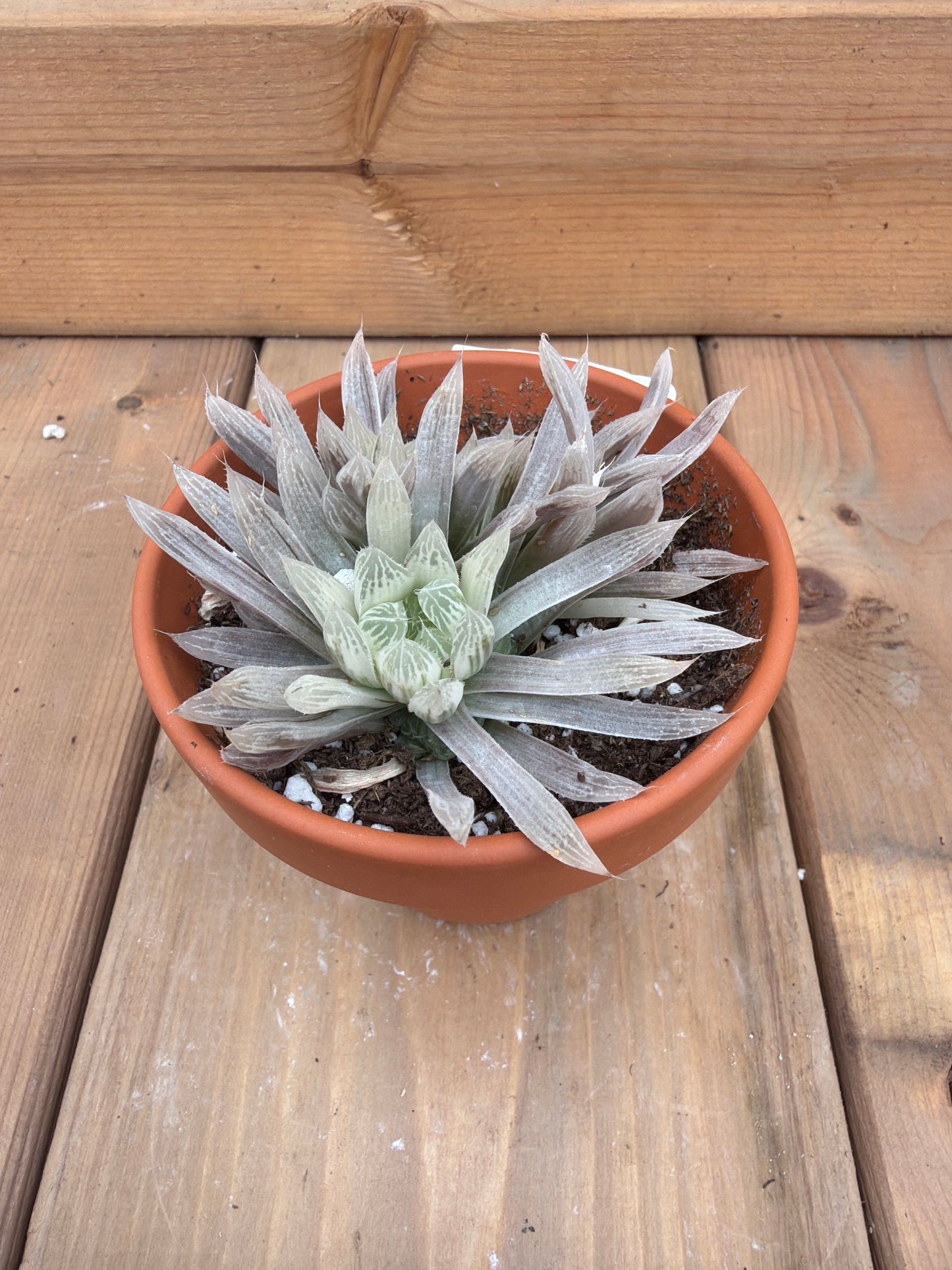 3" Haworthia cymbiformis