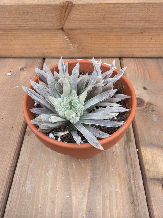 3" Haworthia cymbiformis