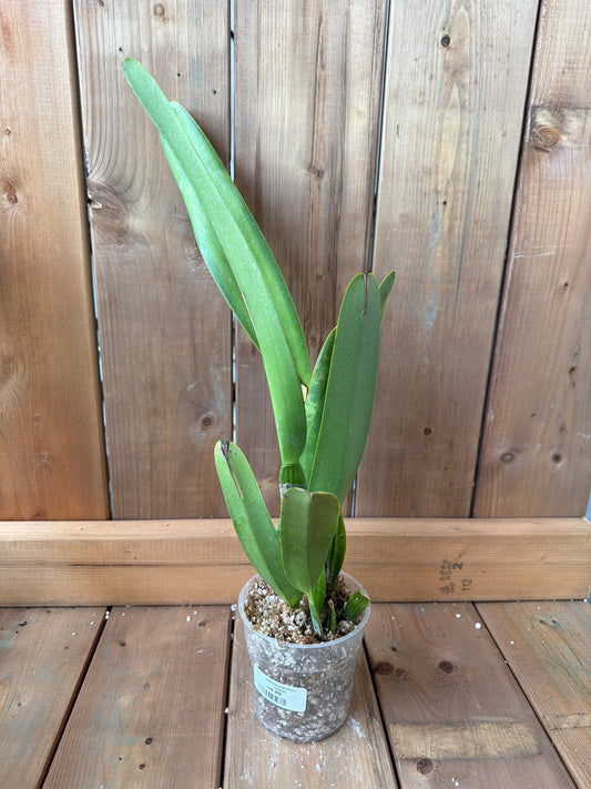 4.5" Cattleya purpurata Rubra x Sanguinea