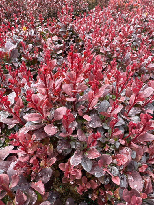 Japanese Barberry ‘Concorde’ 2gal