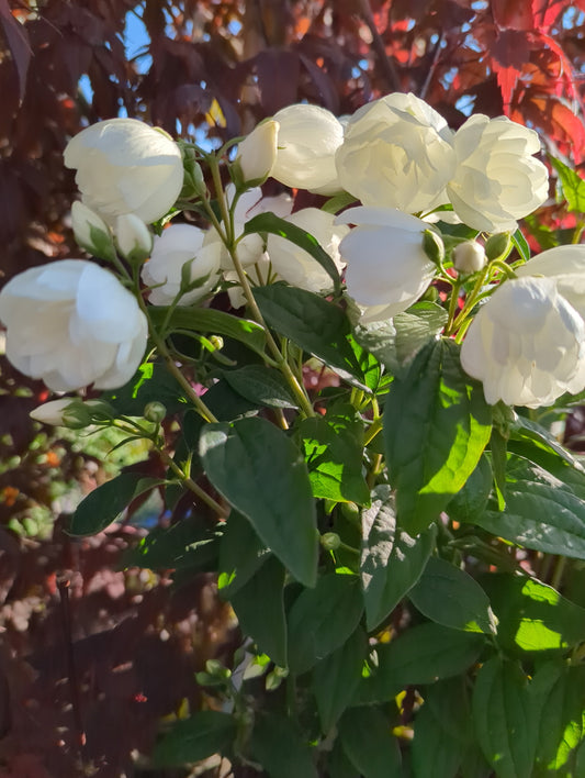 Mock Orange Snowbelle