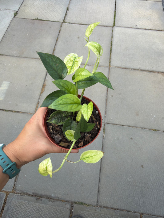4" Pothos Cebu Blue Ghost