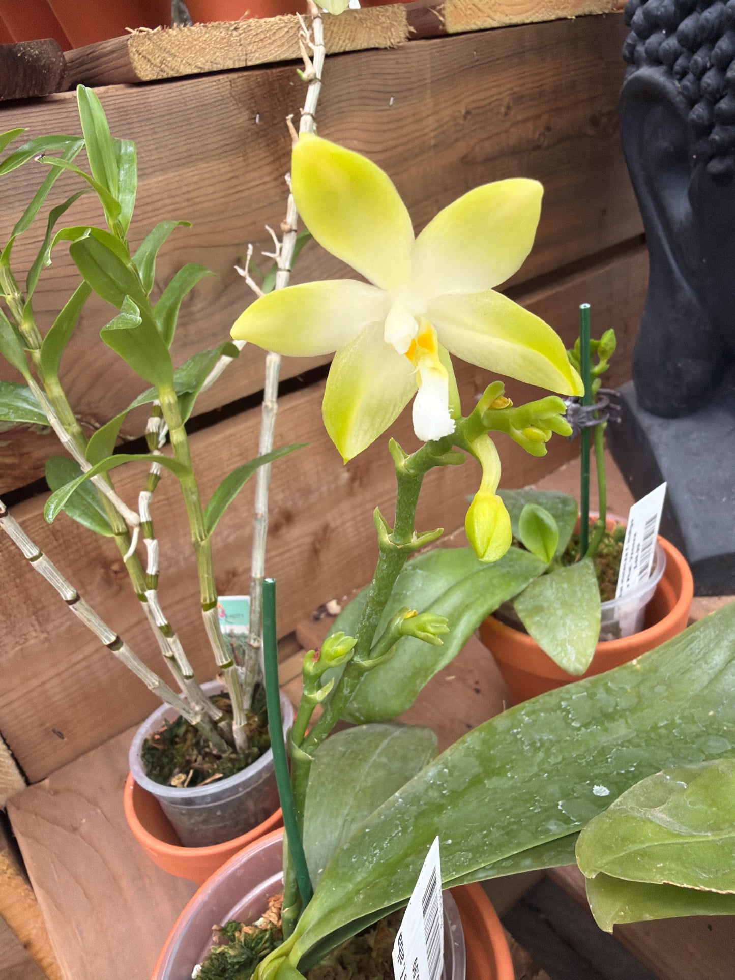 3" Phal tetraspis f. alba