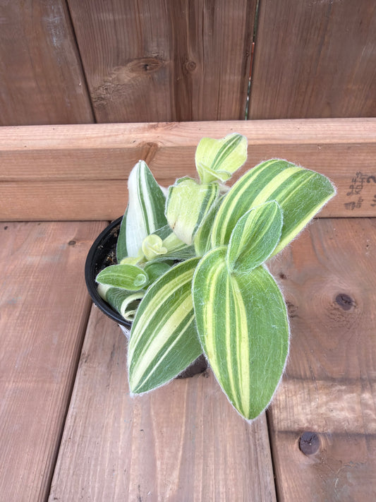 4" Tradescantia sillamontana