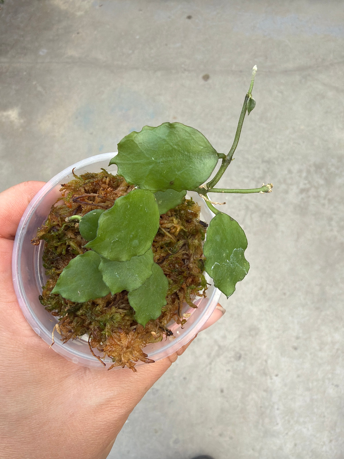 3" Hoya endauensis