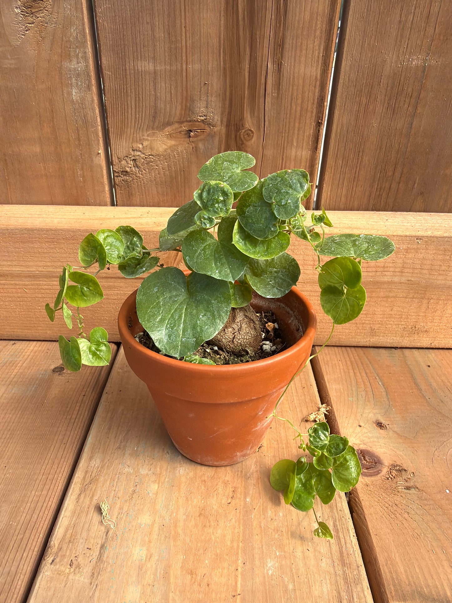 3" Dioscorea elephantipes
