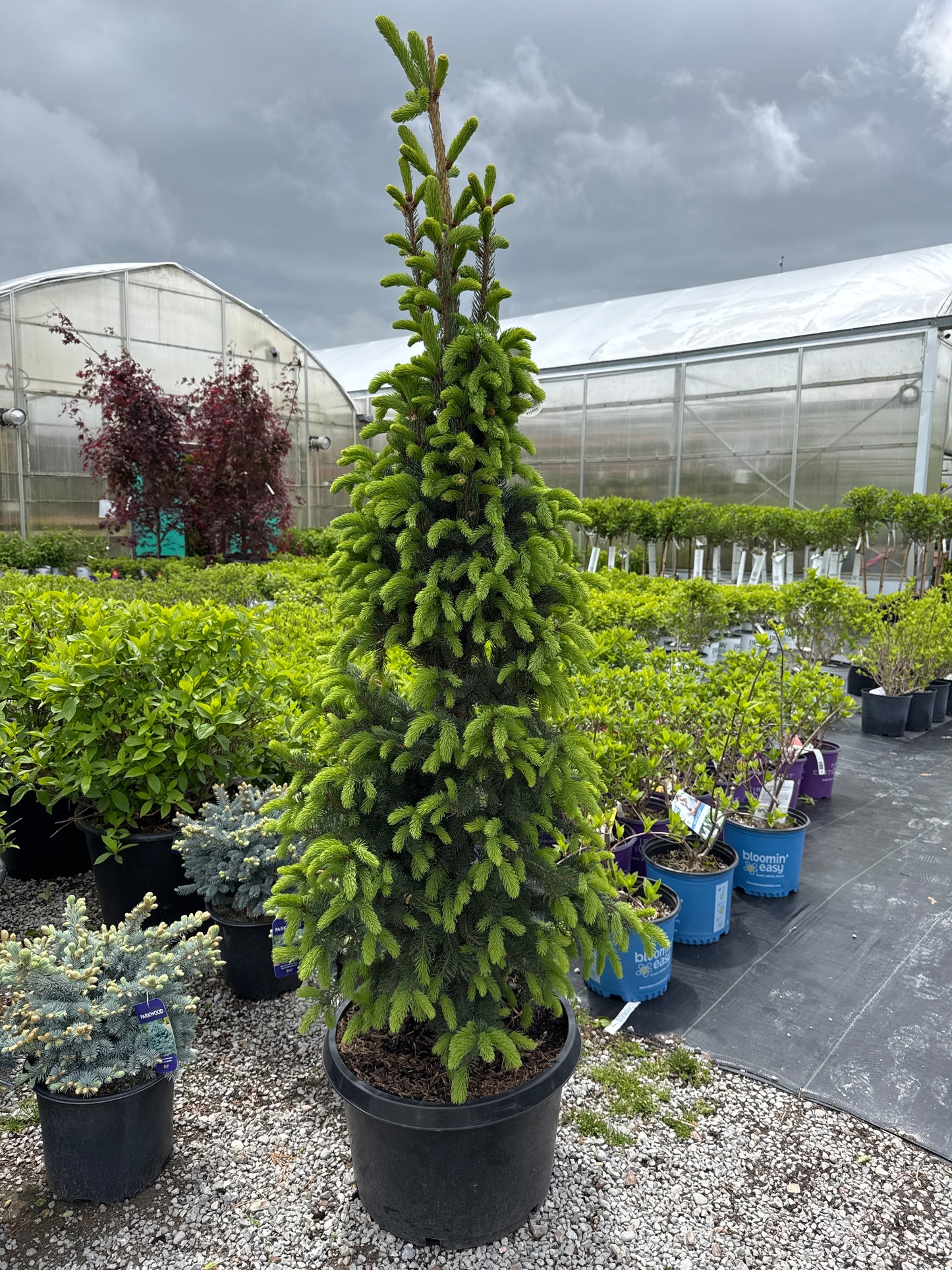 Norway Spruce ‘Cuppressina’ 15gal