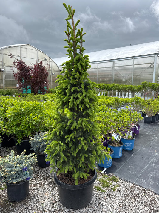 Norway Spruce ‘Cuppressina’ 15gal