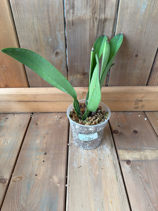 4.5" Laeliocattleya Ninfa Portilla