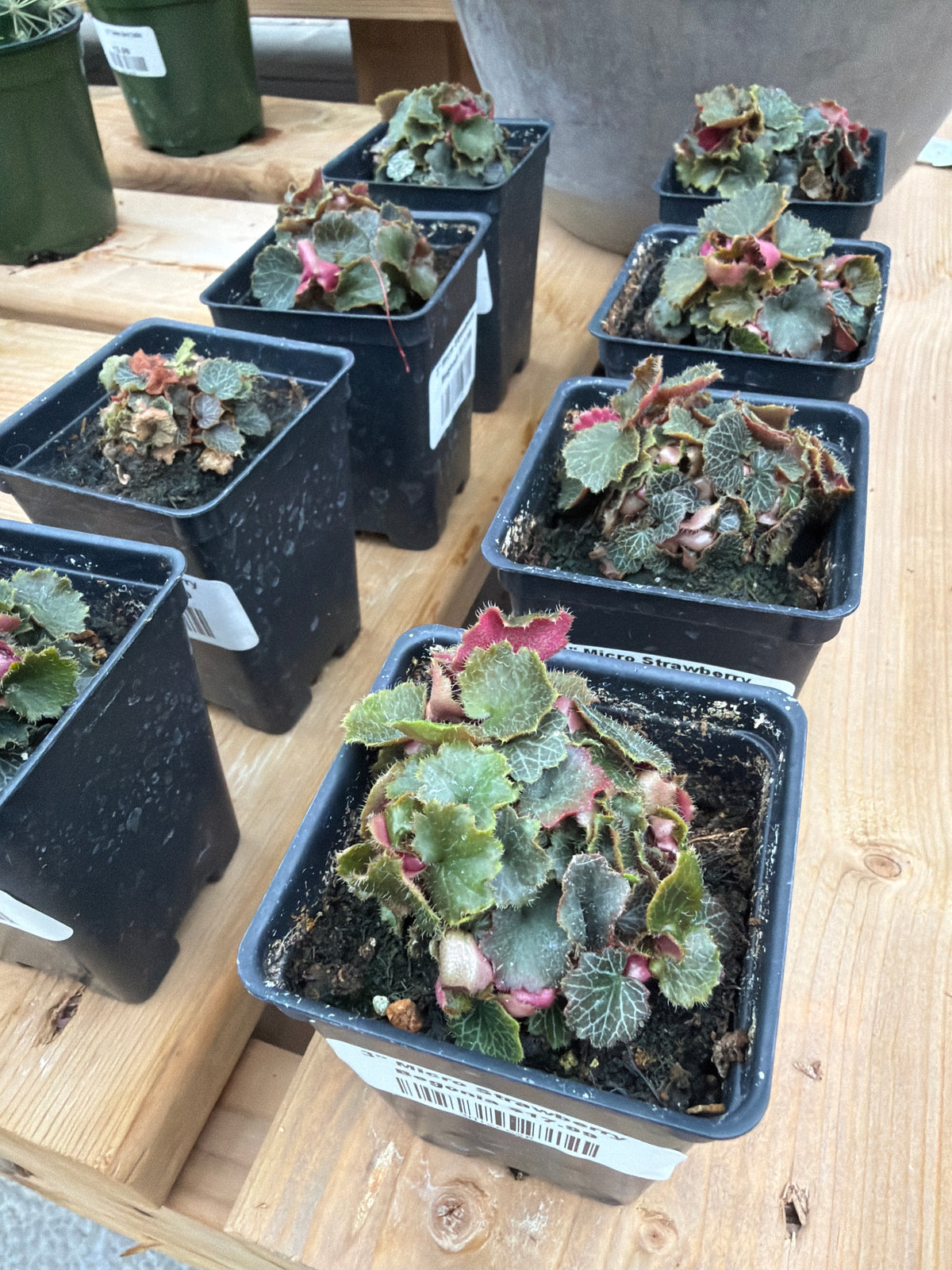 3" Micro Strawberry Begonia