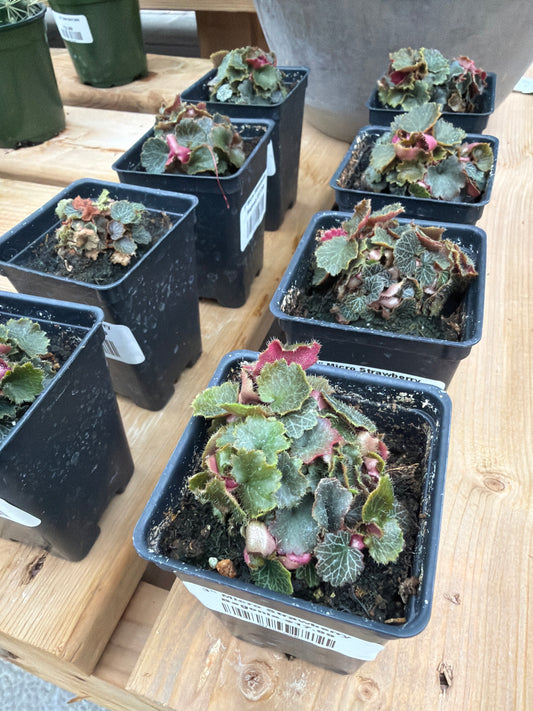 3" Micro Strawberry Begonia