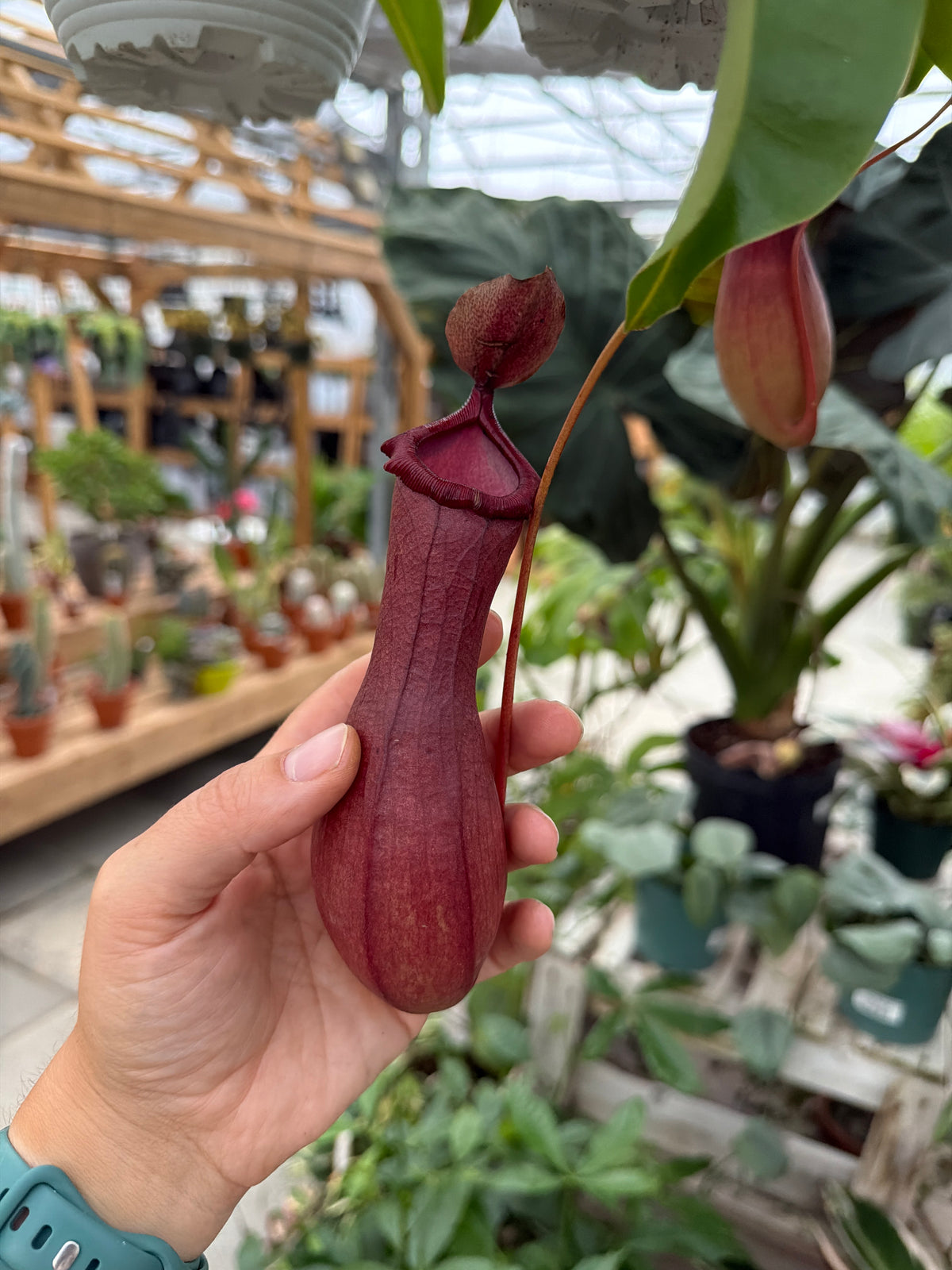 6" HB Pitcher Plant