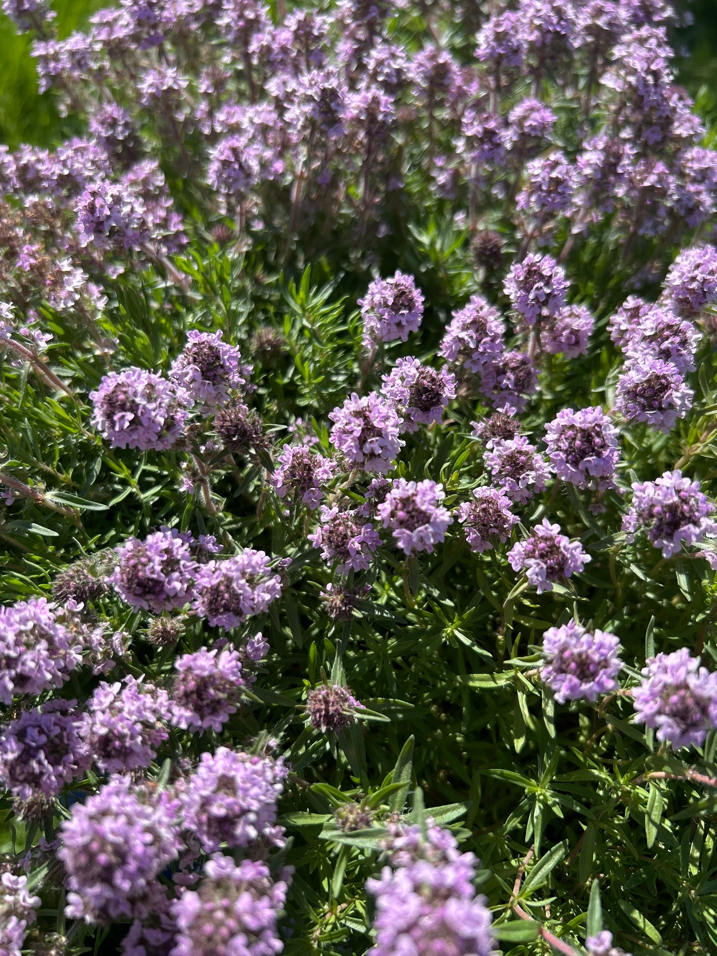 1gal Thymus c. SPICY ORANGE