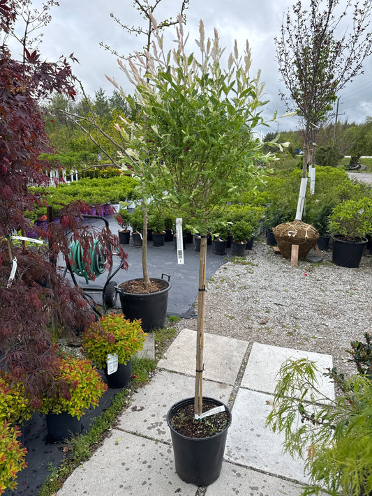 Dappled Willow std.