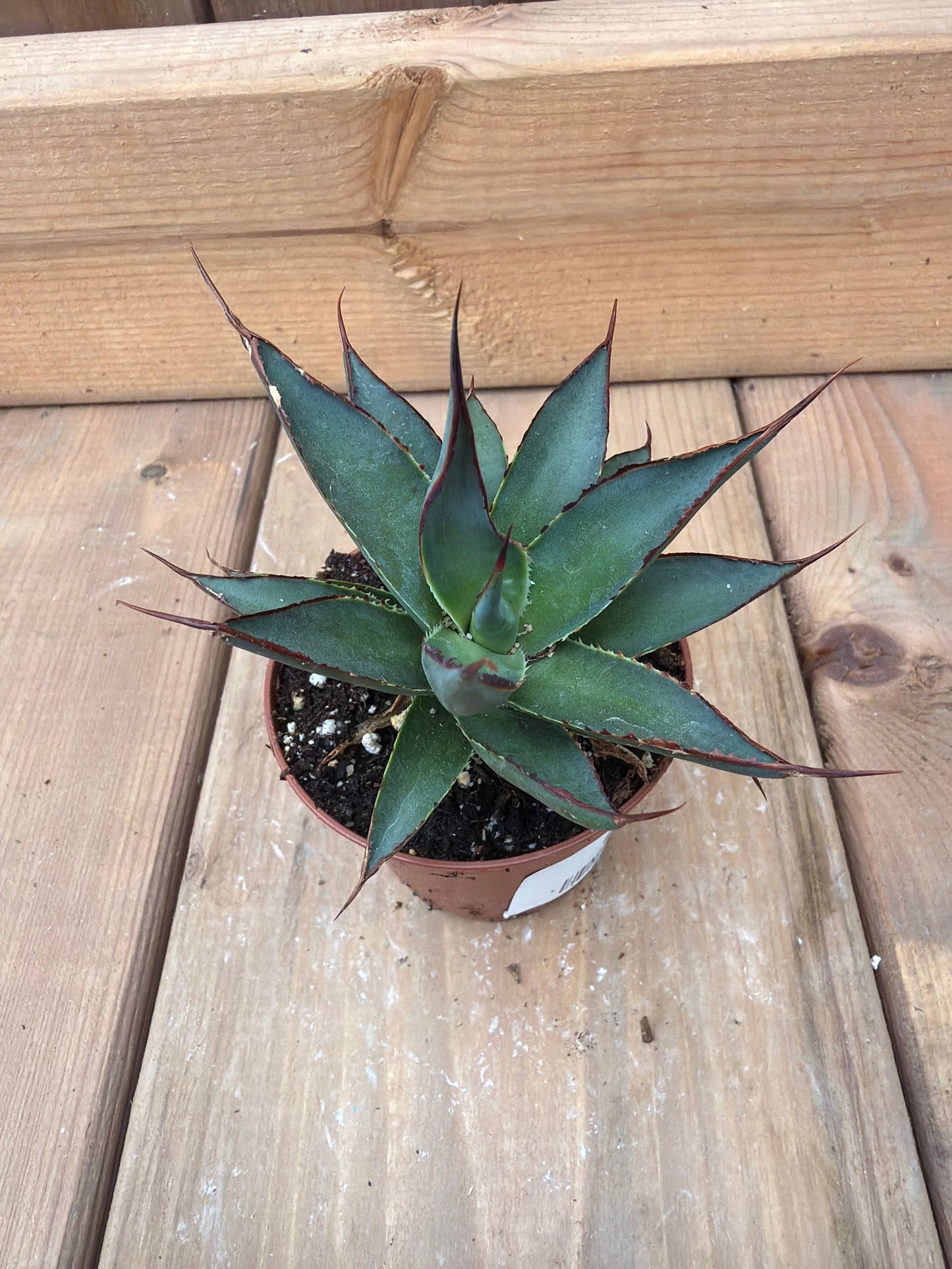 3" Agave Blue Glow