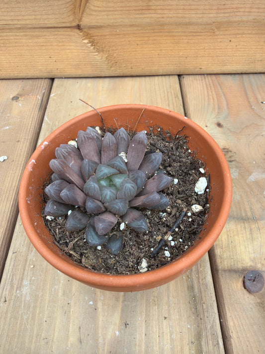3" Haworthia cooperi