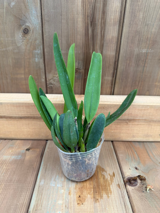 3" Catt. Gaskelliana f. coerulea 'Baruta' x GASI
