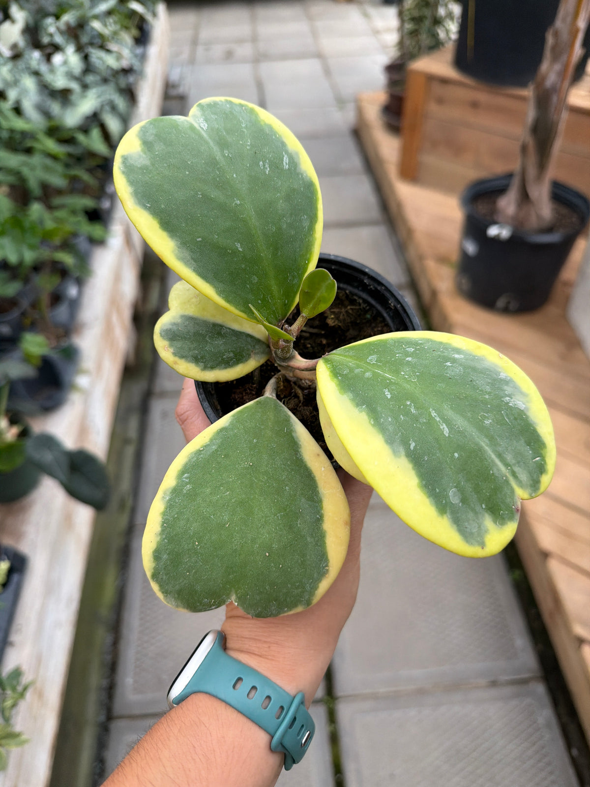 4" Hoya kerii 'Albo'