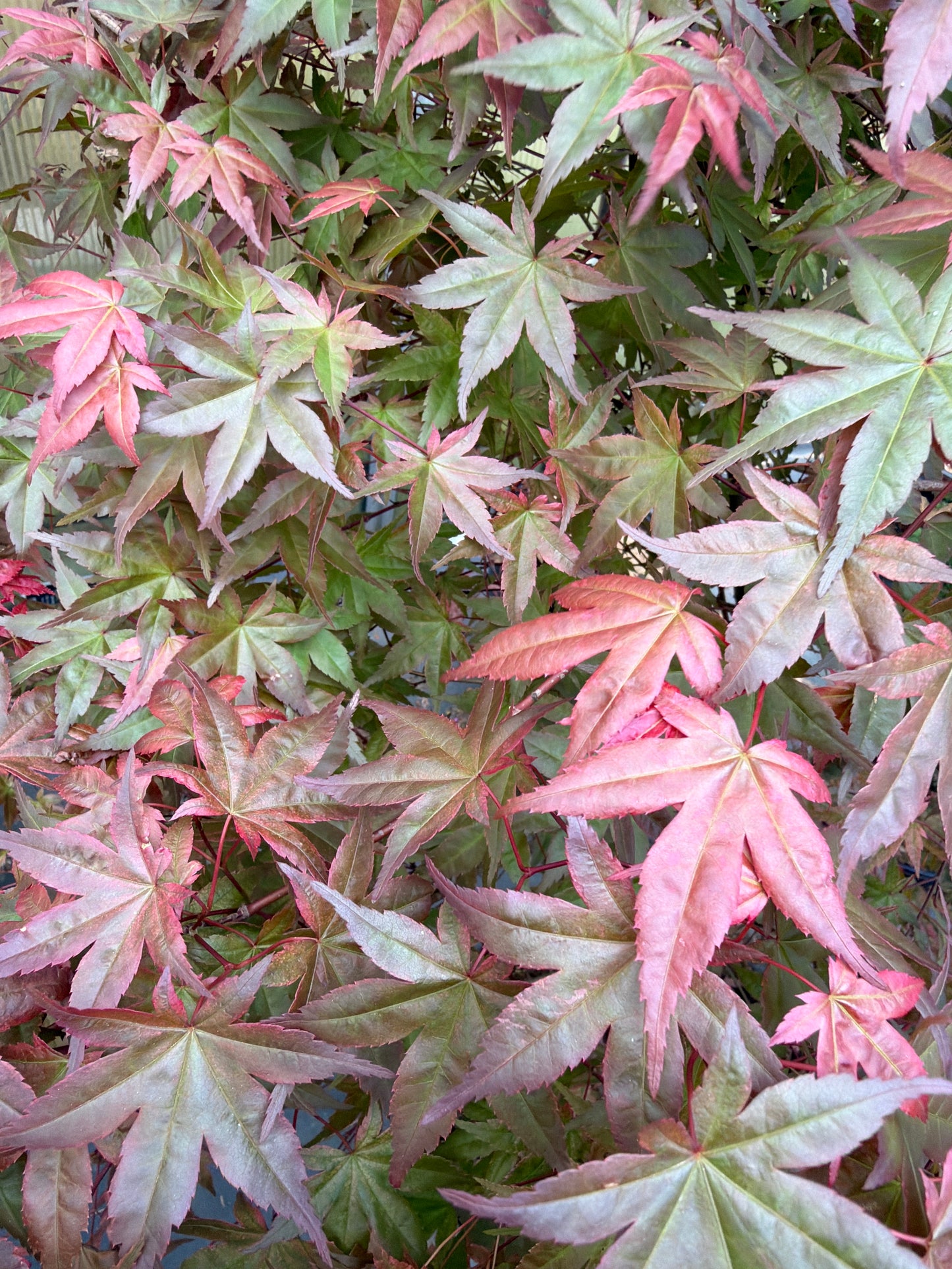 Japanese Maple Satsuki Beni 7' spade dug