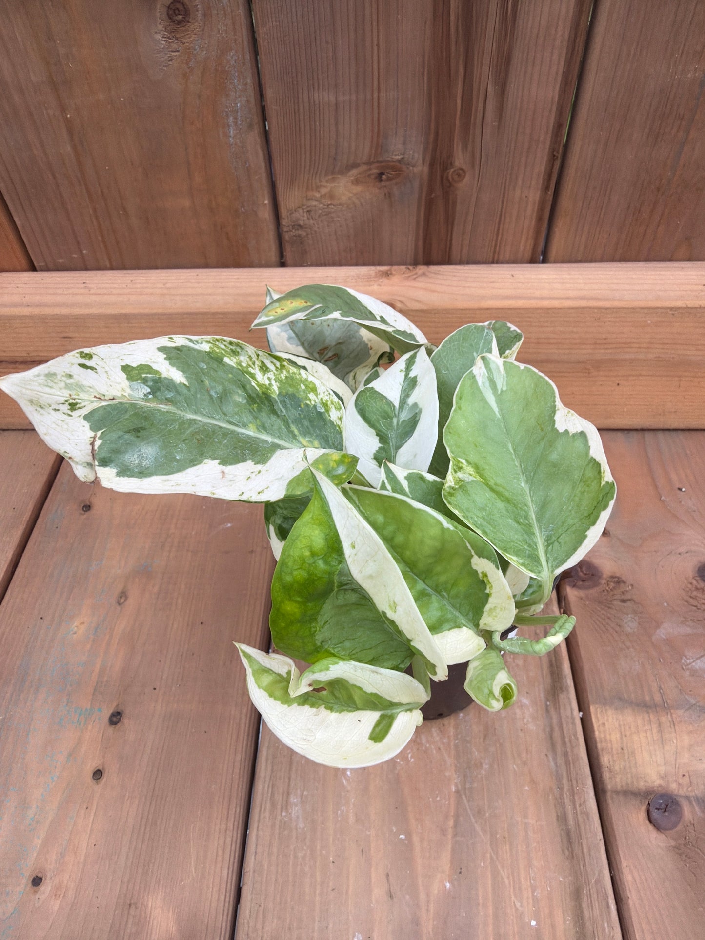 4" Pothos 'Pearls n Jade'