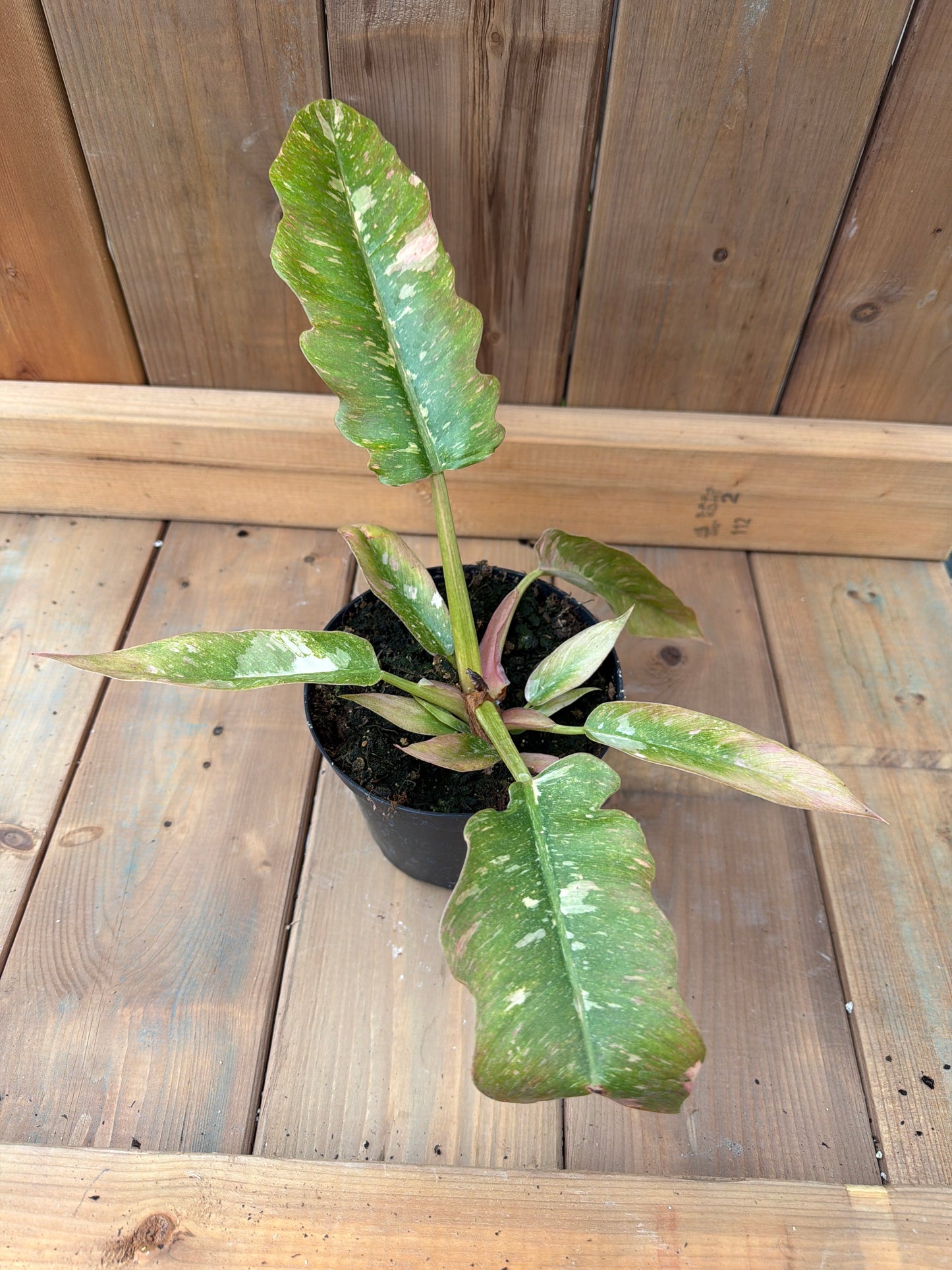 6" Philodendron Ring of Fire